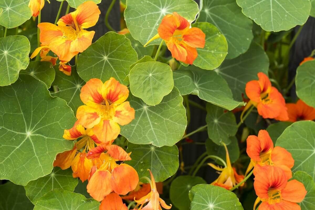 Lichořeřišnice větší (Tropaeolum majus) – rostlina