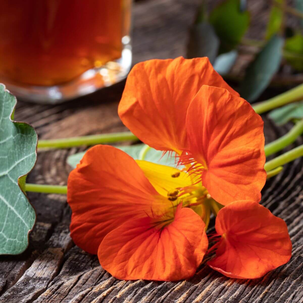 Lichořeřišnice extrakt