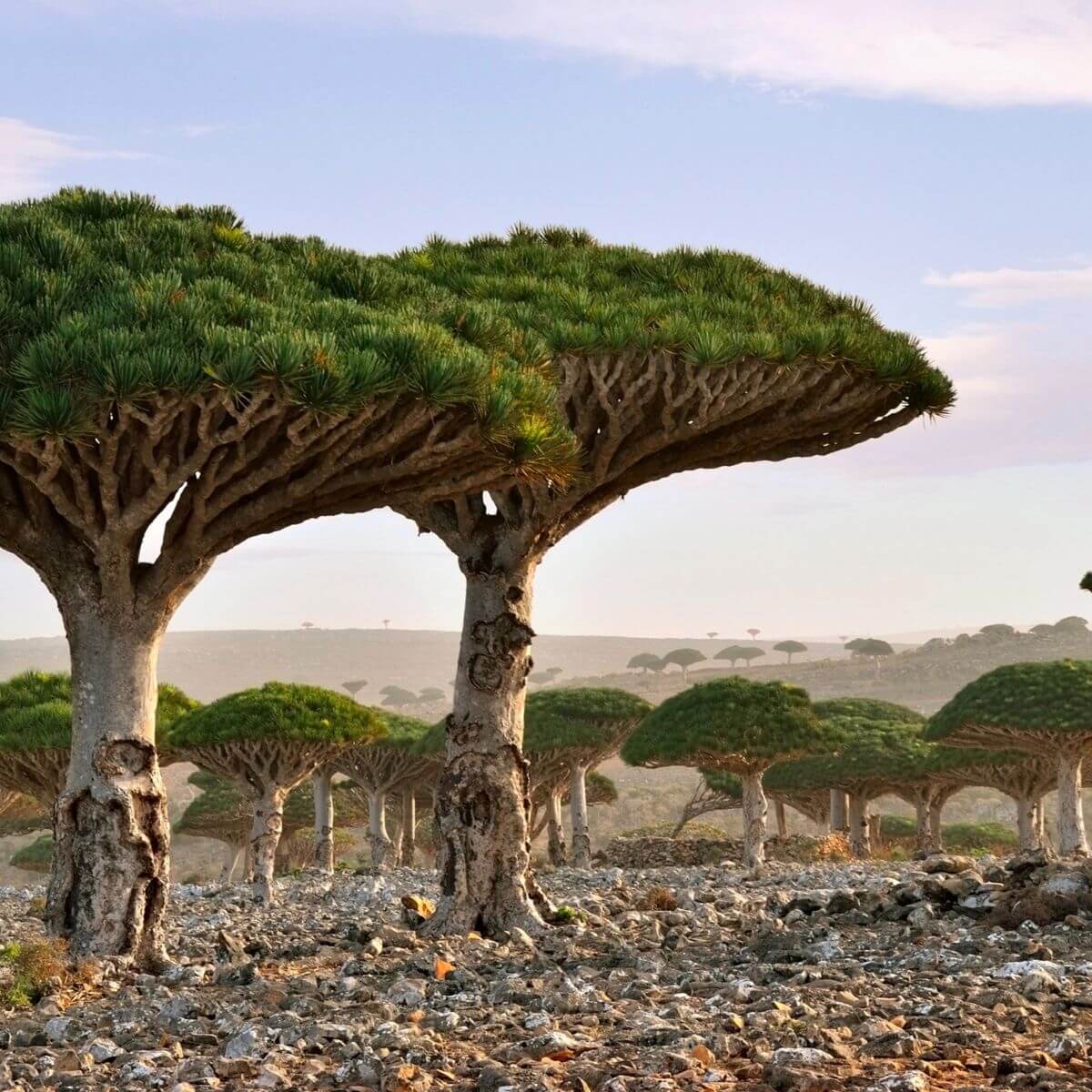 sangre_croton_lechleri_strom_01