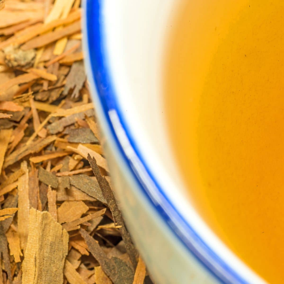 tahuari_lapacho_strom_04