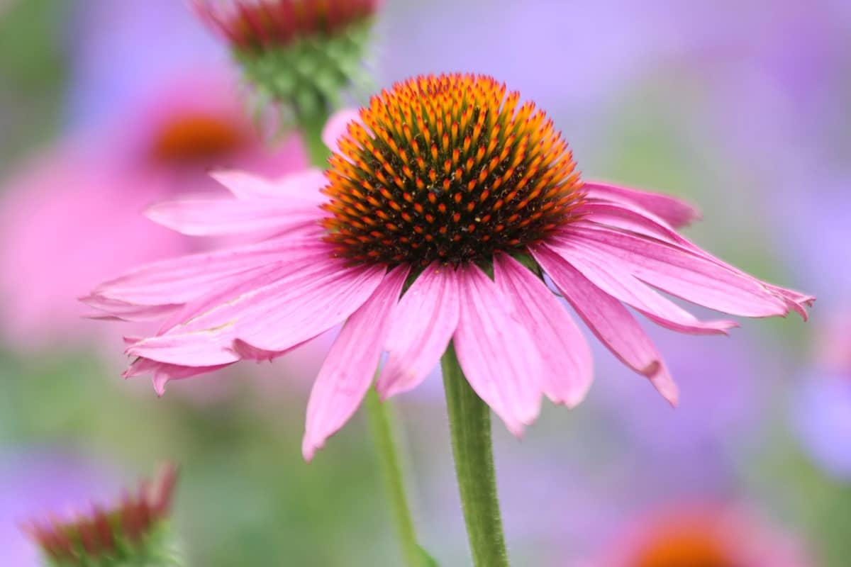 Rostoucí Třapatka nachová neboli Echinacea
