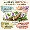 kudzu root cz infografika 02