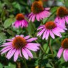 echinacea rostlina 07