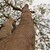 sangre croton lechleri strom 04