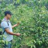 guayusa surovina 02