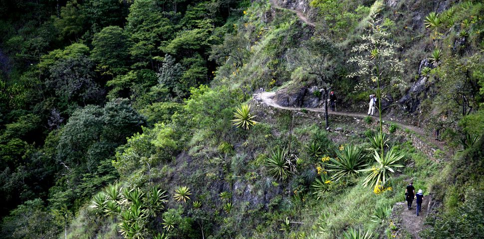 Amazonia - apteka świata: właściwości ziół peruwiańskich