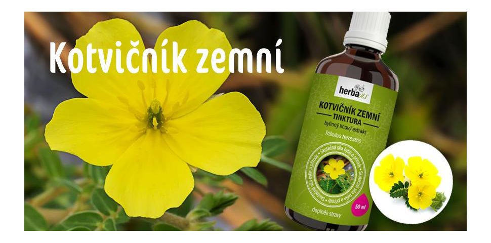 Buzdyganek naziemny - Tribulus terrestris czyli "zielona viagra"