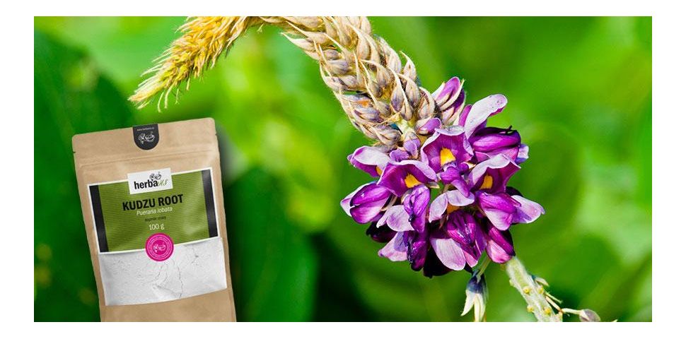 Kudzu – zioło, które wspiera produkcję serotoniny i dopaminy