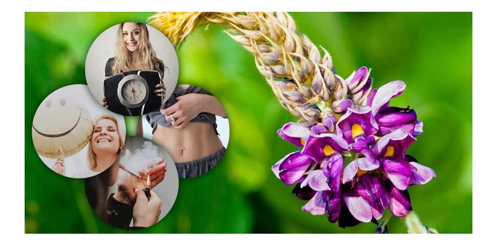 Korzeń kudzu – działanie, dawkowanie i właściwości