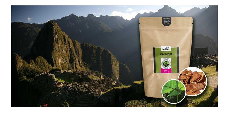 Koci pazur – pochodzenie, właściwości i zastosowanie