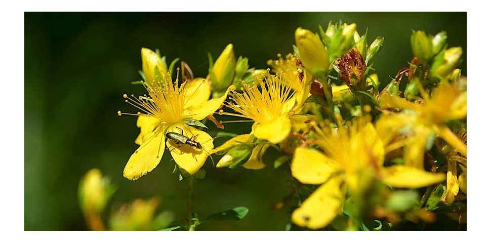 Dziurawiec – występowanie, właściwości i zastosowanie.