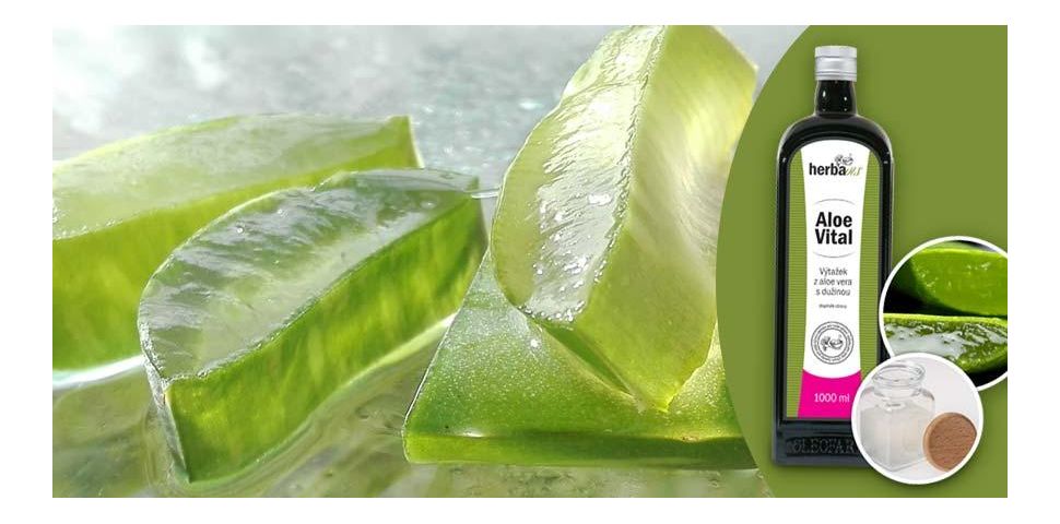 AloeVital (aloe vera) - pochodzenie, właściwości i zastosowanie