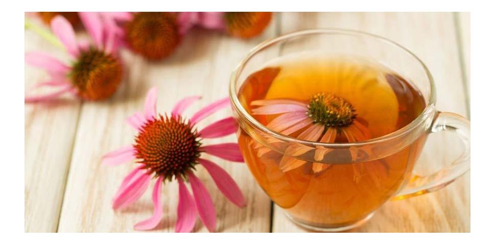 Echinacea (jeżówka) – właściwości i zastosowanie!