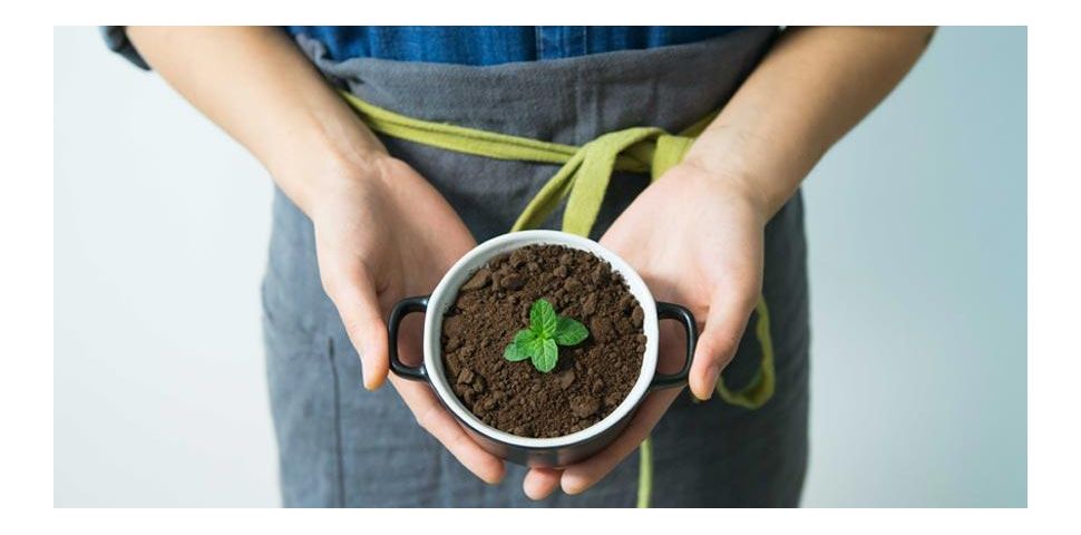 Mięta – właściwości lecznicze, rodzaje i zastosowanie.