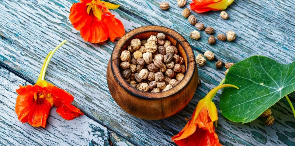 Nasturcja większa – właściwości lecznicze, uprawa i zastosowanie