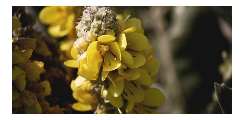 Dziewanna – właściwości, zastosowanie i przeciwwskazania.