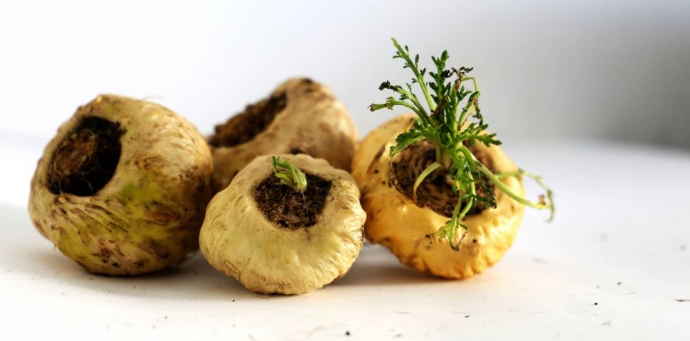 Maca peruwiańska – właściwości i zastosowanie.