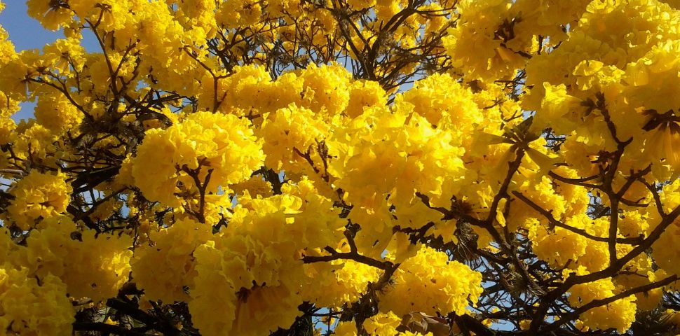 Tahuari – wyjątkowy skarb dżungli amazońskiej