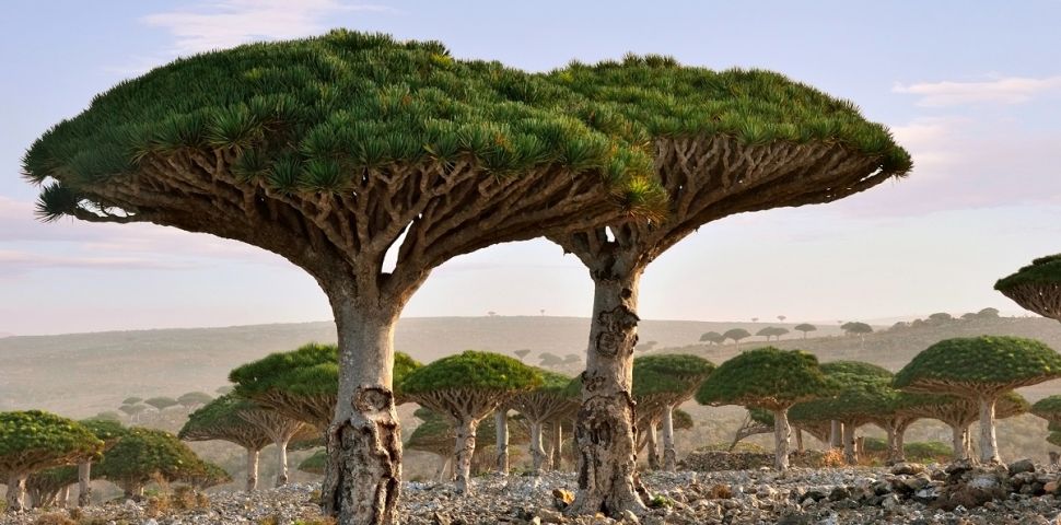 Sangre de drago – pochodzenie, właściwości i zastosowanie