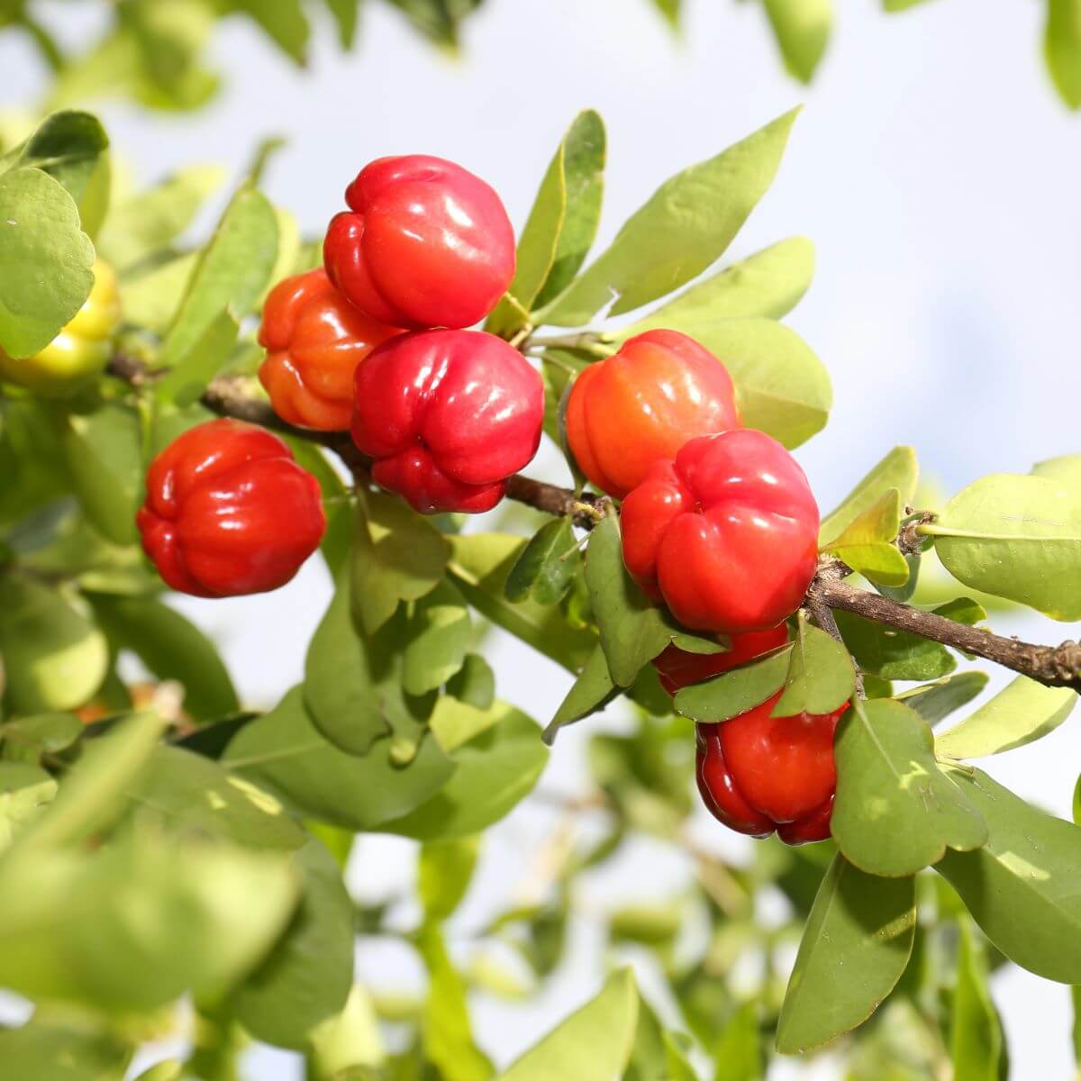 Acerola – tropikalna wiśnia pełna witaminy C