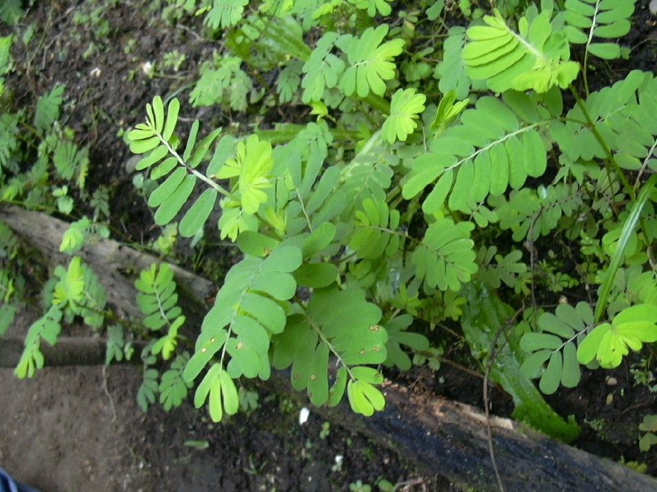 Zioło Chanca piedra - peruwiański "łamacz kamieni"