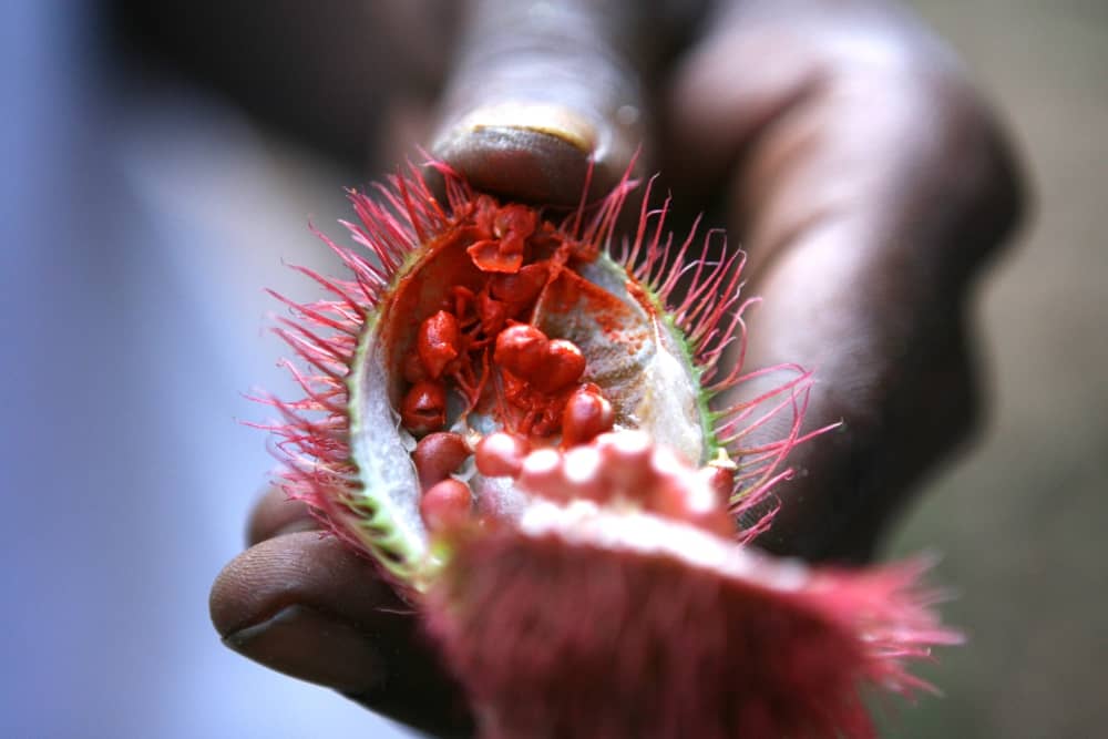 Achiote (nazywanego również achote, anato, urucu, arnota właściwa) | HerbaNews