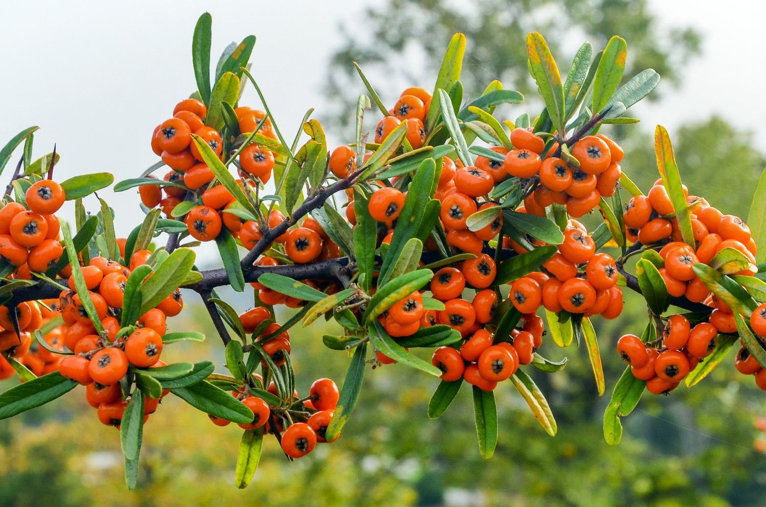 RokiVital - 100 % naturalny sok z Rokitnika