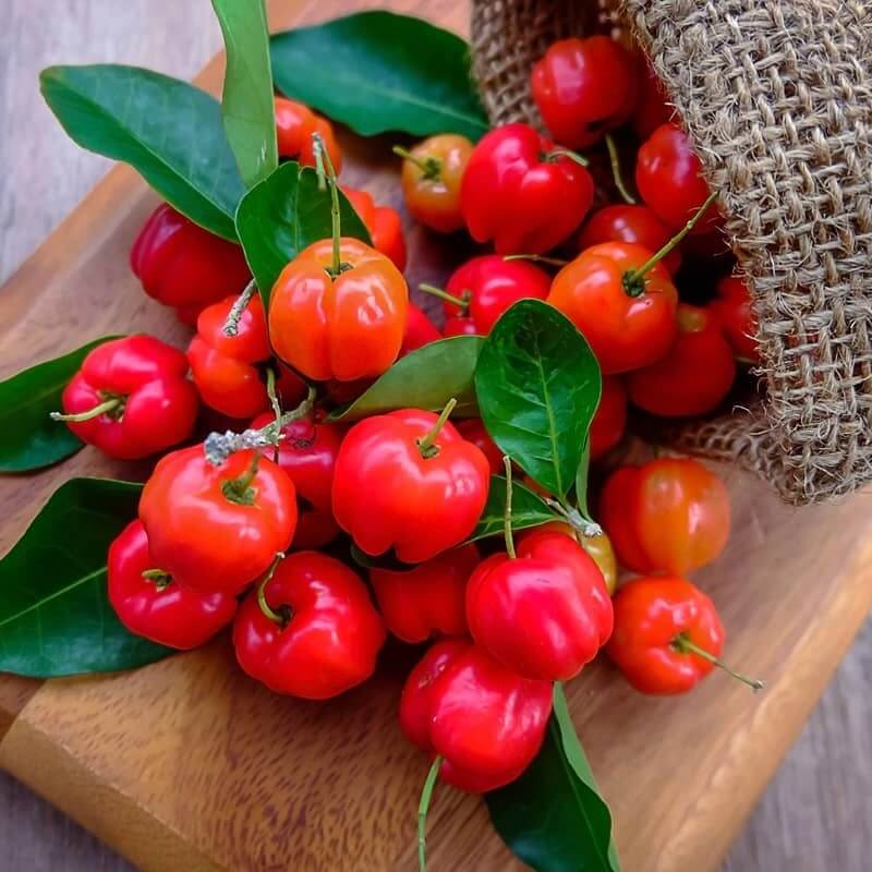 Owoce wiśni z Barbados (Aceroli)