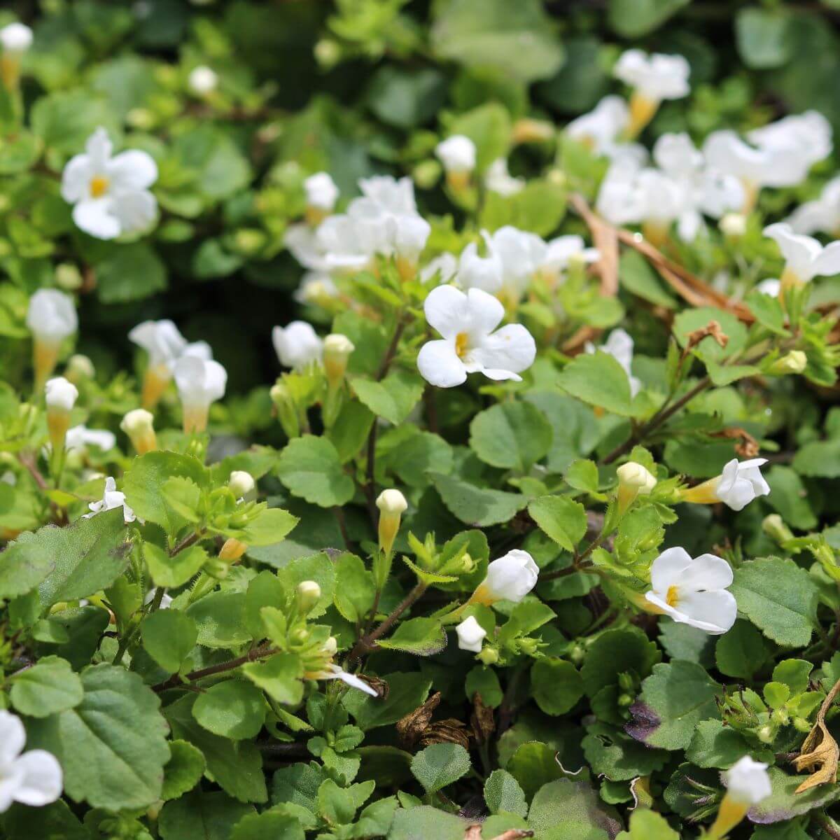 Brahmi - Bakopa drobnolistna