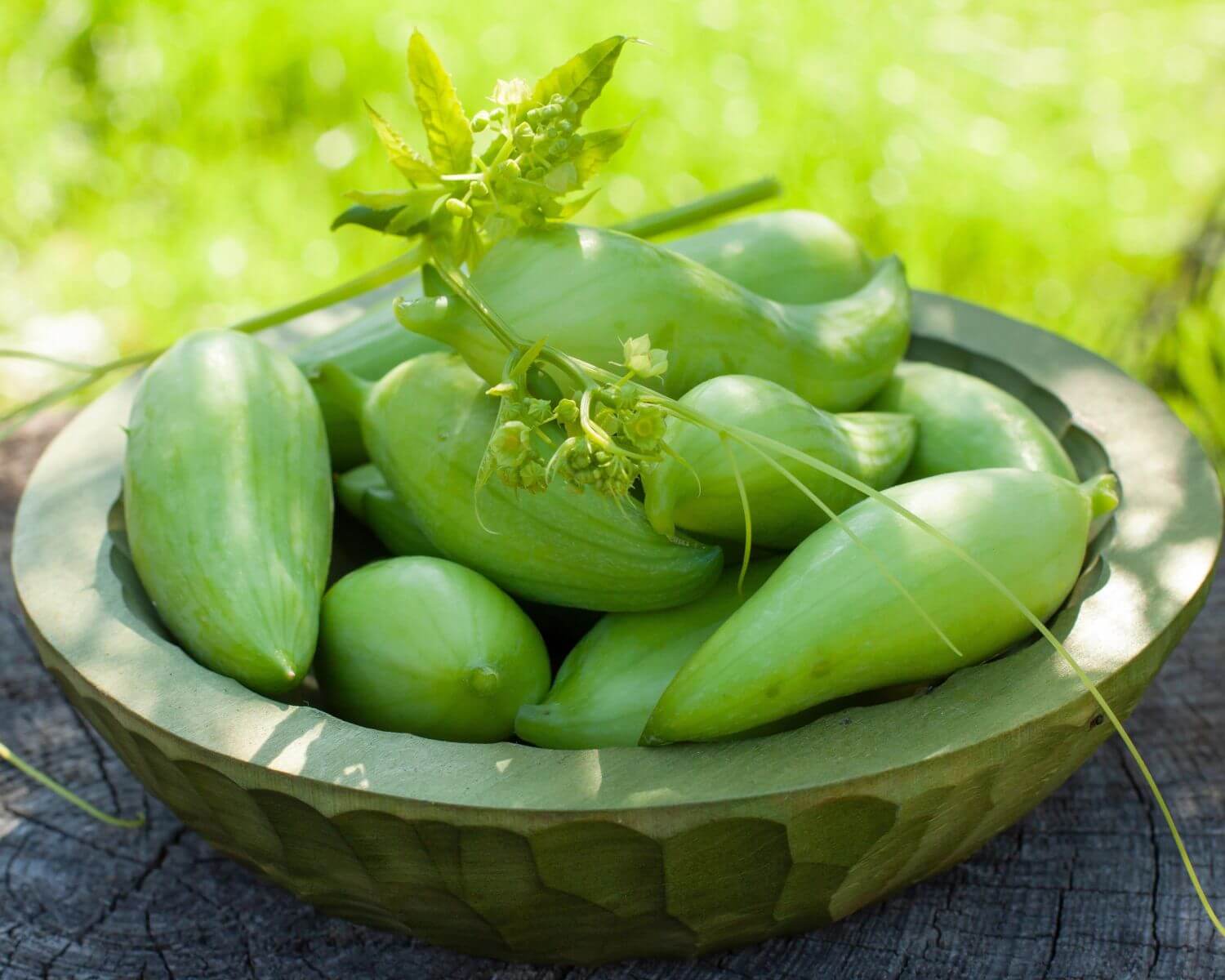 Caigua - Cyclanthera pedata