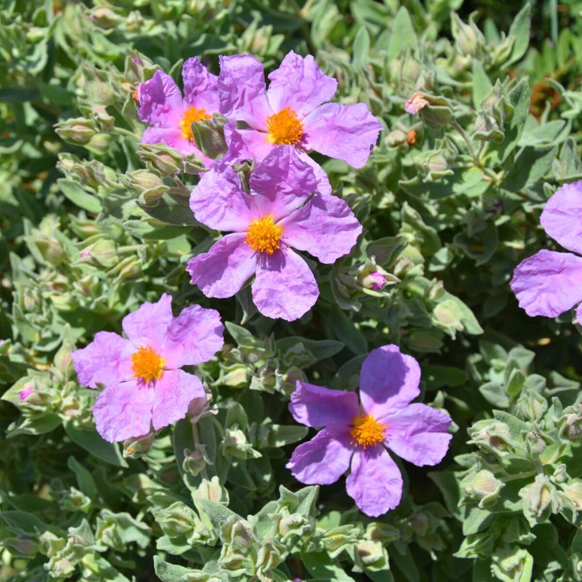 Krzew Czystka w naturalnym środowisku