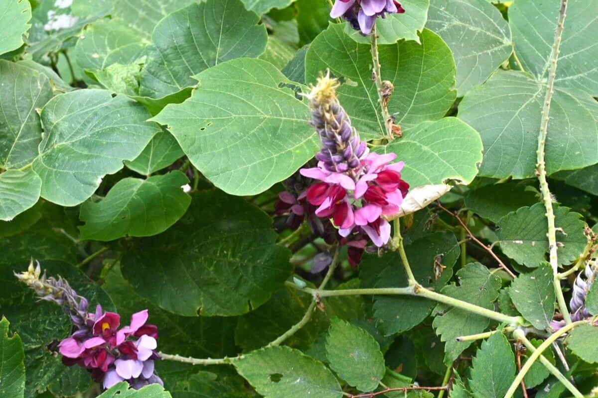 Kudzu (Pueraria lobata) – pnącze i korzeń rośliny