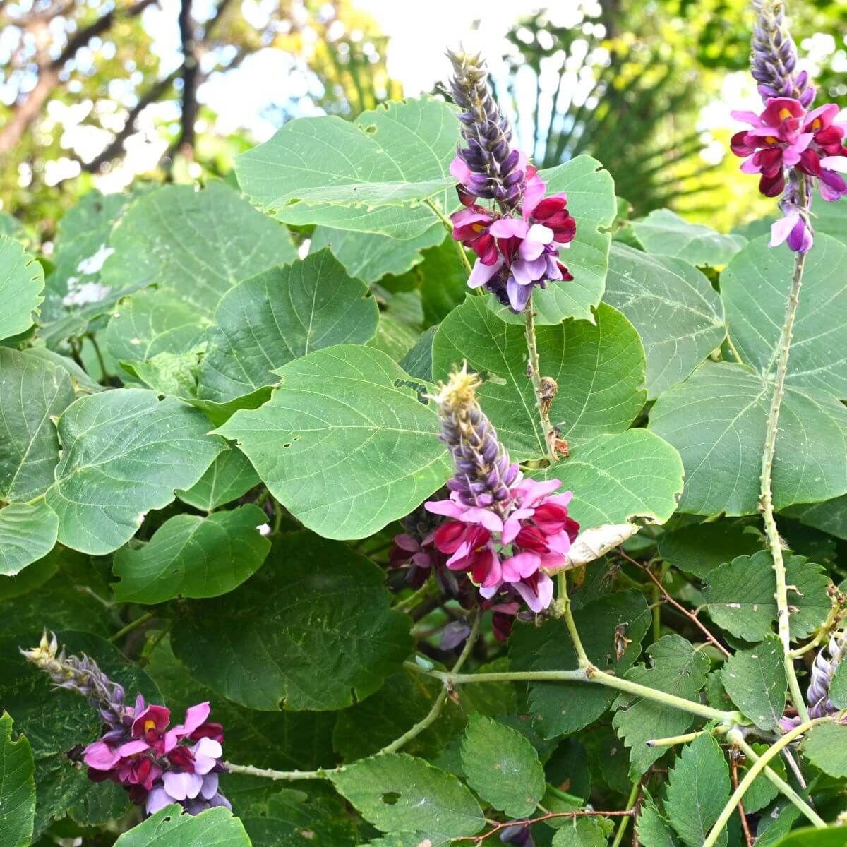 Mielony korzeń Kudzu (Pueraria lobata)