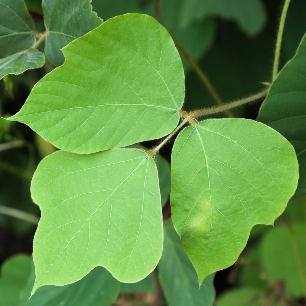 kudzu_root_rostlina_03