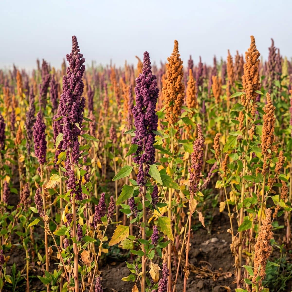 Uprawa i zbiory komosy ryżowej (quinoa) w Andach