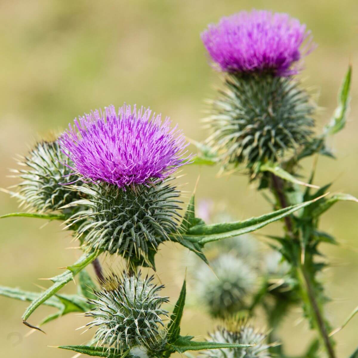 Kwiat Ostropestu plamistego