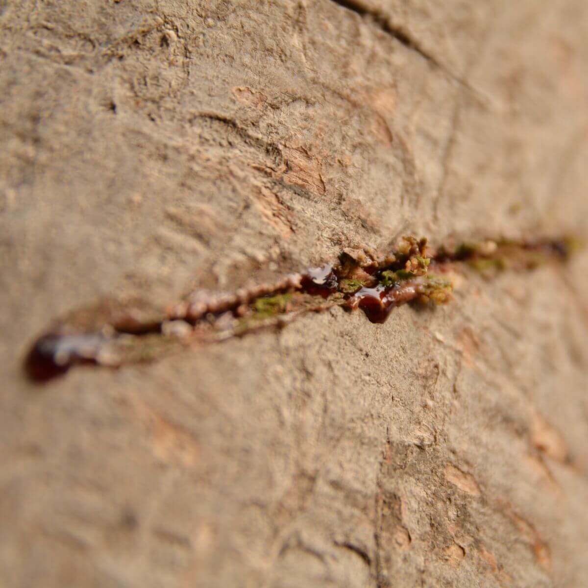 Pozyskiwanie żywicy Sangre de Drago w Peru