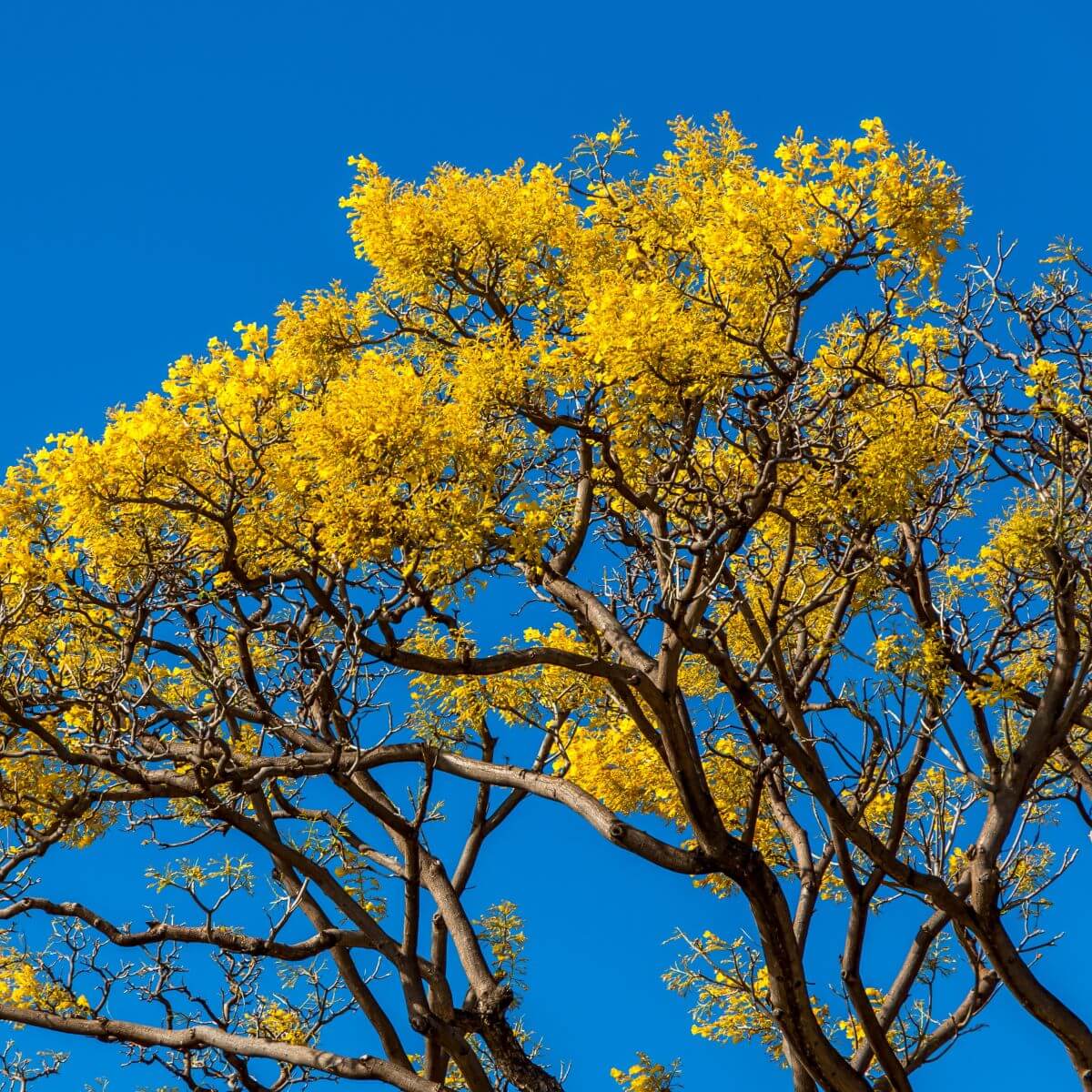 Drzewo Lapacho Tahuari w Amazonii