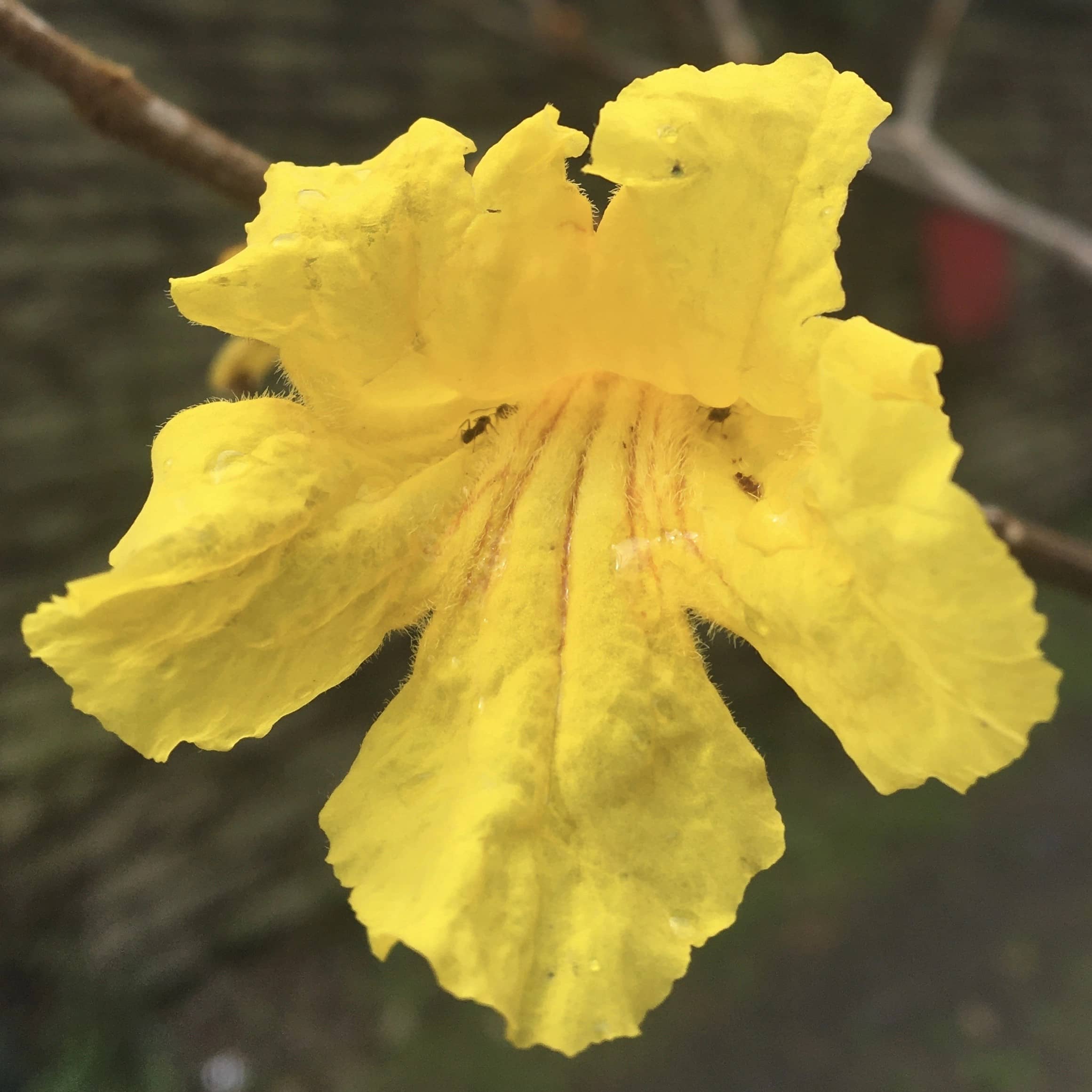 tahuari_lapacho_strom_03