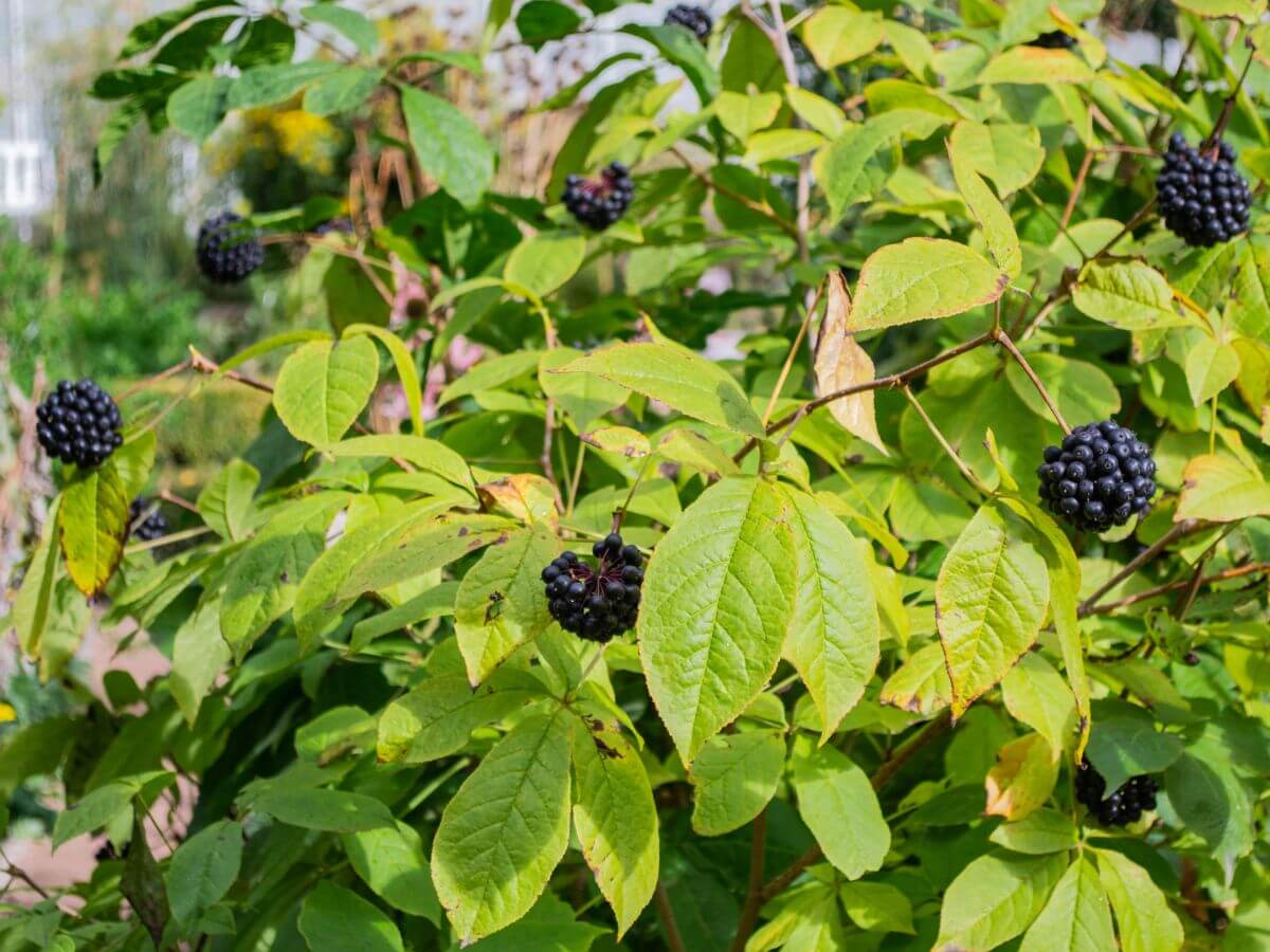 Eleuterokok - Żeń-szeń syberyjski