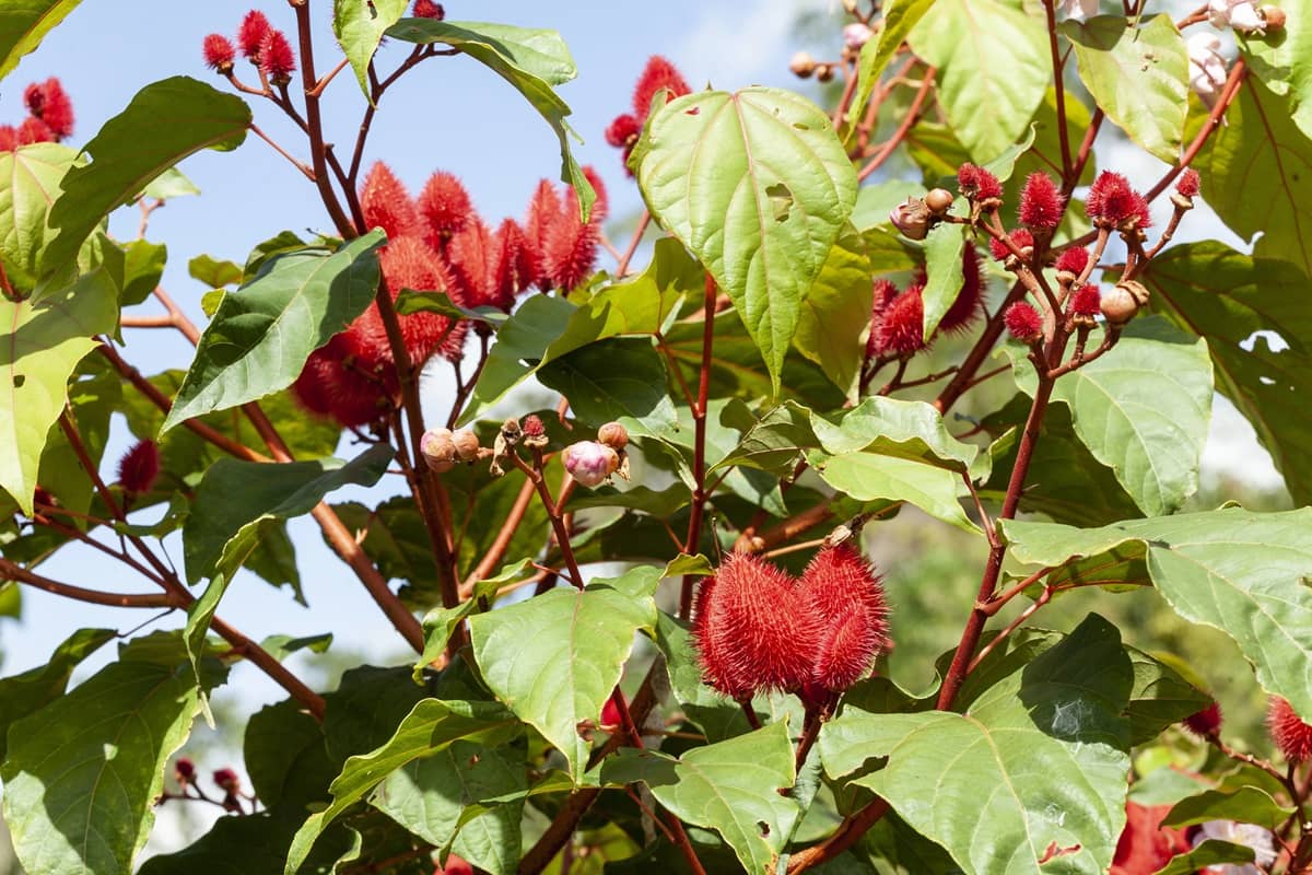 Achiote naturalny przeciwutleniacz z Peru