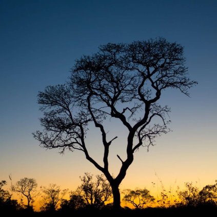 tahuari lapacho strom 02