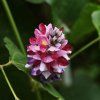 kudzu root rostlina 05