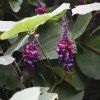 kudzu root rostlina 04
