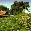 kudzu root rostlina 06