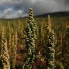 quinoa surovina 02