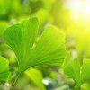 ginkgo biloba rostlina 01
