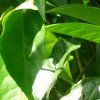 guayusa surovina 01