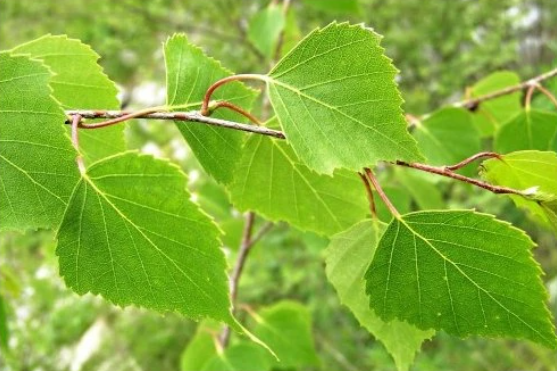 Breza biela