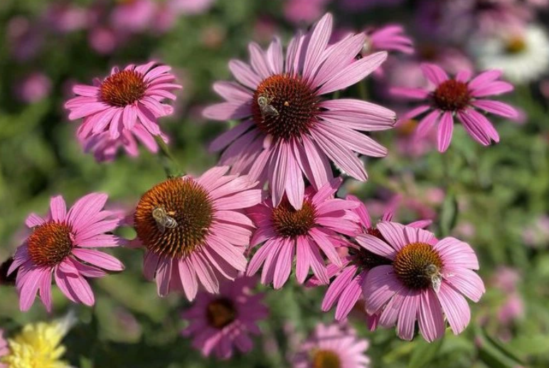 Echinacea purpurová
